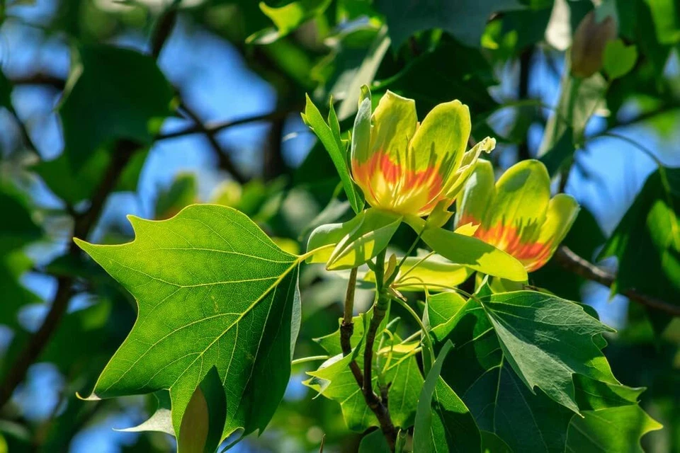 25 Tulip Poplar Seeds for Planting Fast Growing Tree with Tulip Shaped Flowers - Image 2 of 4