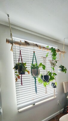 Birch Plant Hanger Indoor Window Plant Hanger 5 Foot Long With 5 Hooks |  eBay