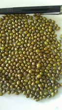 Organic Mung Bean Seeds - Sprouting Microgreens or Garden Plant - NON - GMO