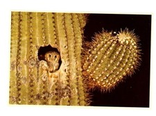 Vintage Animal  Postcard  BIRDS ELF OWL IN CA...