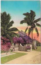 Florida Postcard Purple Bougainvillea