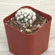 Cactus House Plant - Mammillaria Vetula Cactus : Arizona Snowcap - In 2" Pot