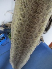 rattlesnake skin prairie rattle snake hide DRY NOT TANNED wrap 45 in. B1