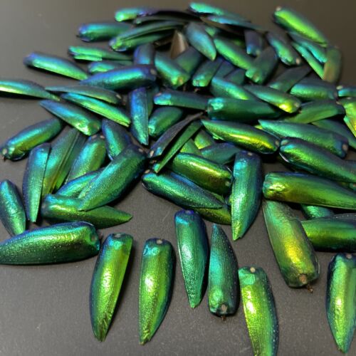 200 Green Blue Jewel Beetle Elytra Sternocera Insect wings Jewelry USA SELLER - Afbeelding 1 van 6