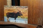 Unused Postcard Moose Colorado