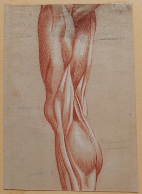 Ancient Drawing Human Body Anatomy Flayed Medicine Muscle