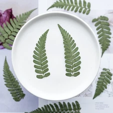 12PCS real Pressed dried leaves, Floral supply for art craft FSS101