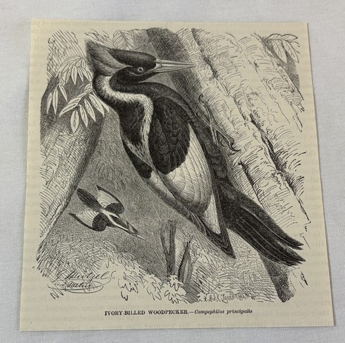 1885 book engraving ~ IV*R* BILLED WOODPECKER
