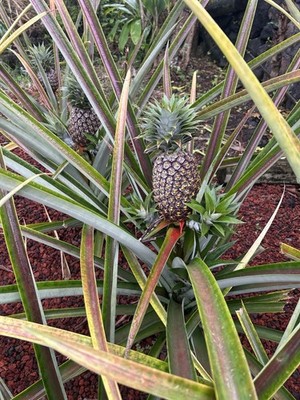 White Hawaiian Pineapple Plant.