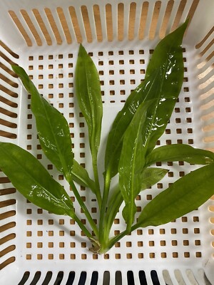 *BUY 2 GET 1 FREE* Amazon Sword - Freshwater Live Aquarium Plants