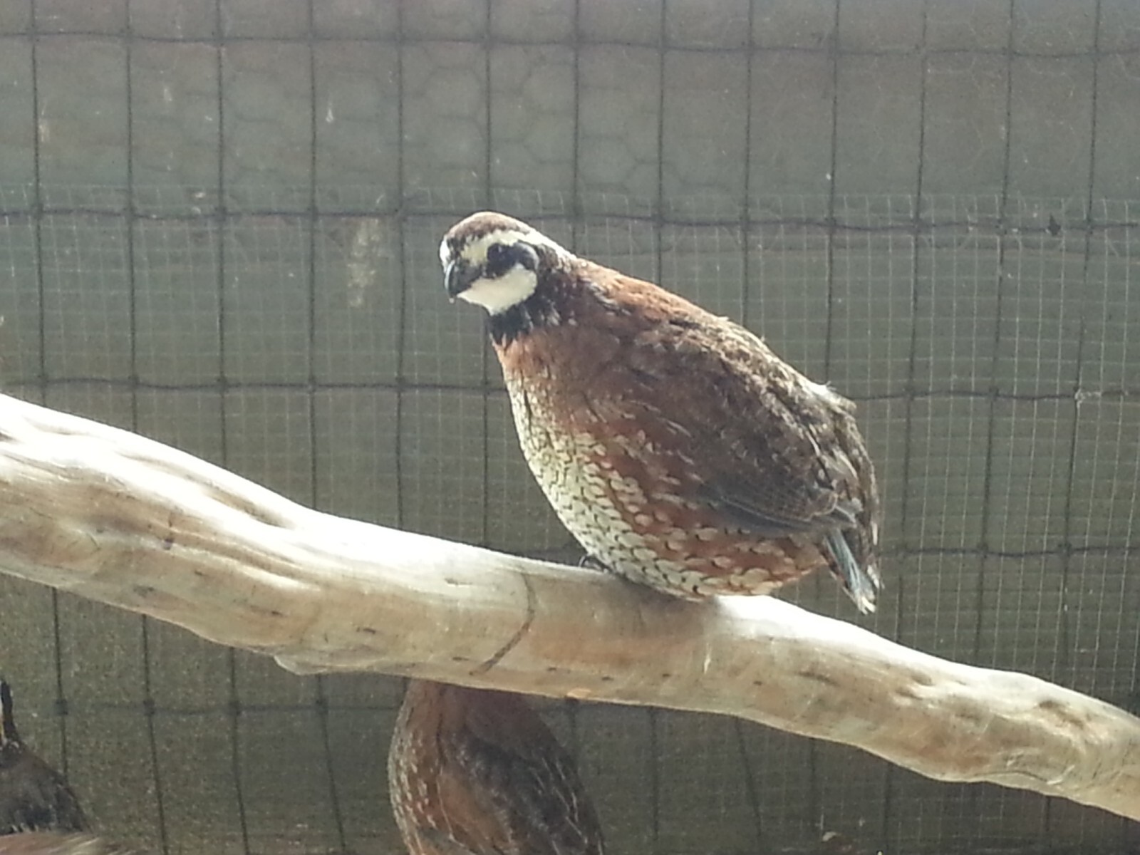 50+ Butler Bobwhite Quail hatching eggs eBay