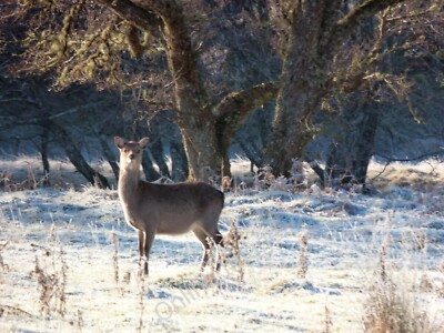 Photo 6x4 Deer in Glen Cassley Rosehall/NC4602 There were many deer down c2012