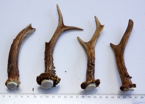 4 schöne Geweihstangen Rehstange Deko Tischdeko Floristik 177 g - Bild 2 von 2
