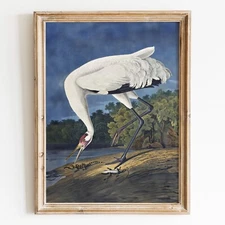 Hooping Crane 1834 John James Audubon Birds of America Wall Art Poster Print