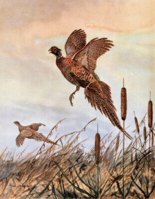 WILLIAM J SCHALDACH - Ring Neck Pheasant - Hunting Print 13x19 