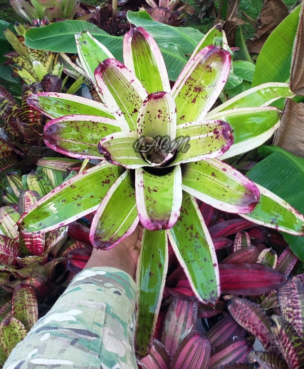 Bromeliad Neoregelia Tropical Houseplants for sale | eBay
