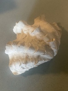 Large Ocean Clam Tridacna Gigas Ruffled. Half Shell.  Beautiful 7”x6”