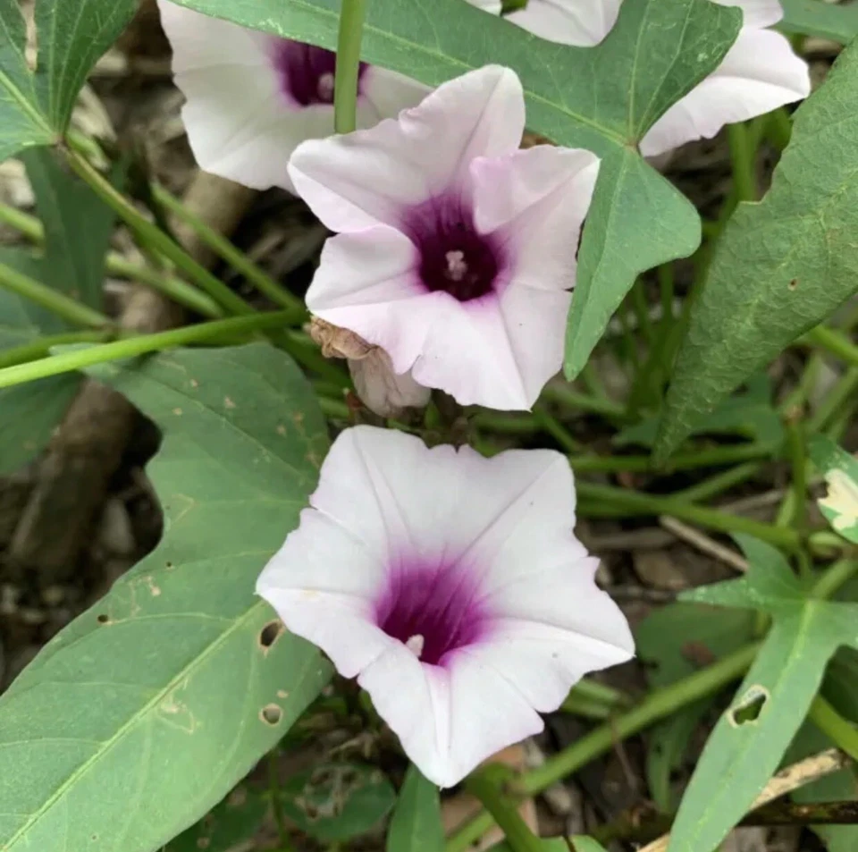 ‘Molokai Purple’ Sweet Potato (1x Rooted Plant) Edible Potato - image 3 of 4