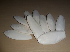 10 Sepiaschalen ( 10 - 12cm / ca. 75 Gramm) - Sepia, Sepiaschale - Reptilien