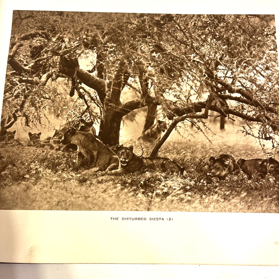 Big Game Photographs from the Times by Marcuswell Maxwell 1920's Antique - Image 4 of 4