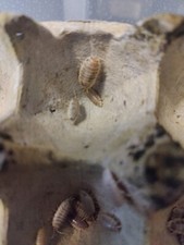 10 ct Porcellio Laevis How Now Isopods