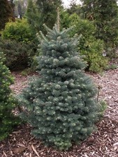 Blue Balsam Fir, Abies balsamea Cooks Blue, Tree Seeds