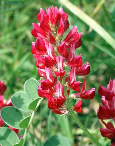 Sulla 5000 Semi Agricoltura Semi Di Sulla (Hedysarum Coronarium) - 5.000 Semi Per Coltivazione, Foraggio O Fiori Semi Piante Mellifere - Foto 5