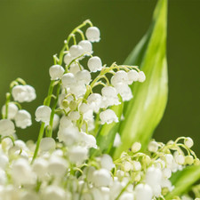 Lily Of The Valley Fragrance Oil for candle/soap making Free Shipping