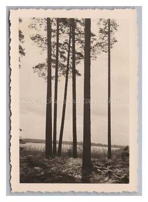 Mühlbock near Osiecznica Silesia Poland - View through Forest at Sea - Photo 1930s