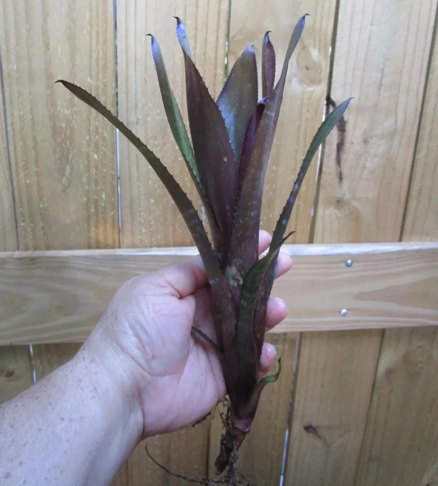 BUY ANY 3 SAVE 15% BROMELIAD Billbergia BEADLEMAN PURPLE Gorgeous Form! Offset! - Image 4 of 4