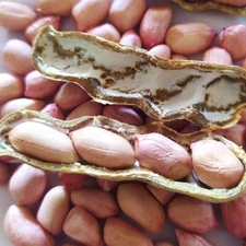 100% Organic Pine Nuts Fresh Quality 200g packet