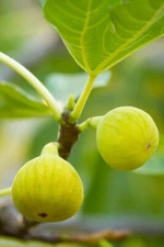 Desert King Fig - 5 Cuttings - PLUS WILLOW WATER FOR ROOTING!!