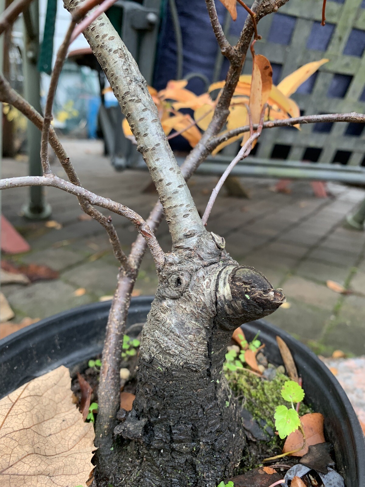 Exact 9 year old plant 2 of Chokecherry (Prunus virginiana) bonsai candidate eBay