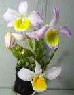 Dendrobium findlayanum, Fragrant, Orchid Species, Large Plant, RARE