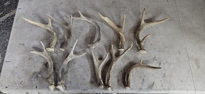 10 Deer Antlers Horns Elk Moose Rack