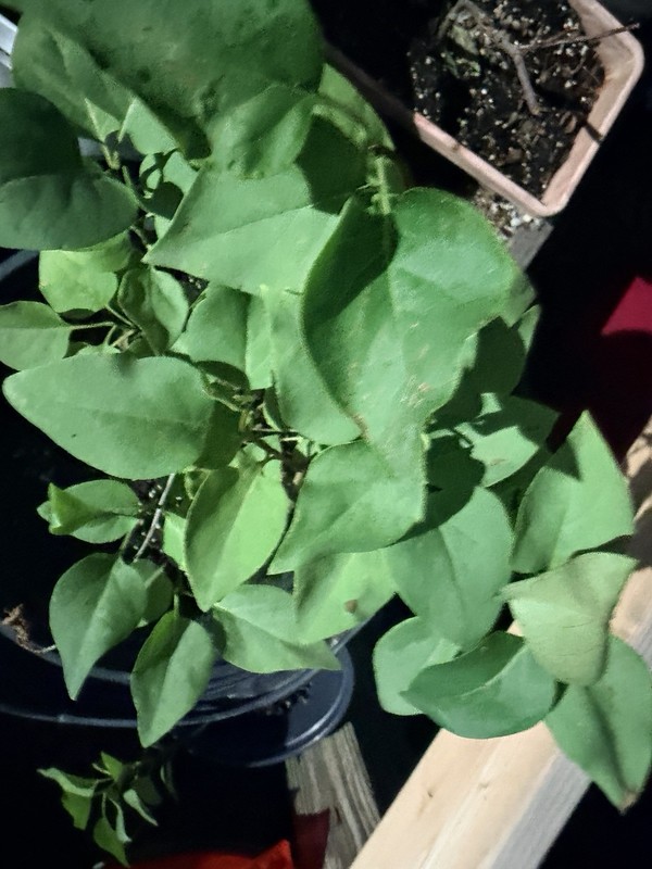 Lilac bush