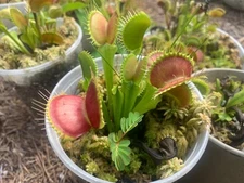 100+ Venus Flytrap Seeds + Maxsea Plant Food