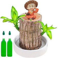 Brazilian Wood Plant Lucky Plant Indoor Brazilian Lucky Wood Plant Miniature