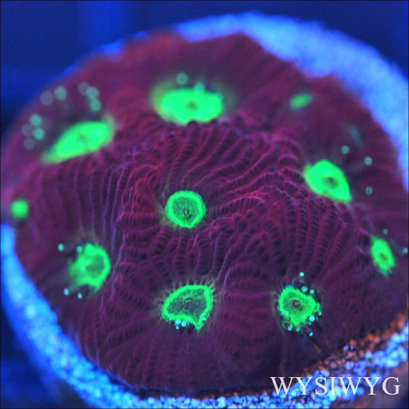 Corals of Eden WYSIWYG Live Coral Frag ~ Bloody Mary Favia Coral LPS SPS