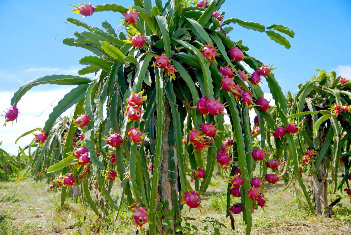 20 Purple Dragon Fruit Seeds (Pitaya / Pitahaya) - Hylocereus Undatus Variety