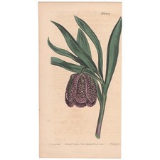 Curtis Botanical Magazine 1809 antique hand-colored engraving 1207 Fritillaria