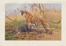 Königstiger (Panthera tigris tigris) Bengal-Tiger Farbdruck von 1901 Kuhnert