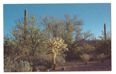TEDDY BEAR CHOLLA Jumping Cactus Cacti Prickliest Plant Arizona Postcard AZ  | eBay