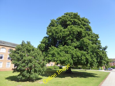 Foto 12x8 zwei Lucombe-Eichen im County Hall, Exeter The Lucombe (oder Ex c2014