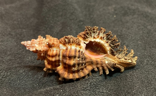Muricidae Chicoreus Strigatus 49.80mm Palawan, Philippines