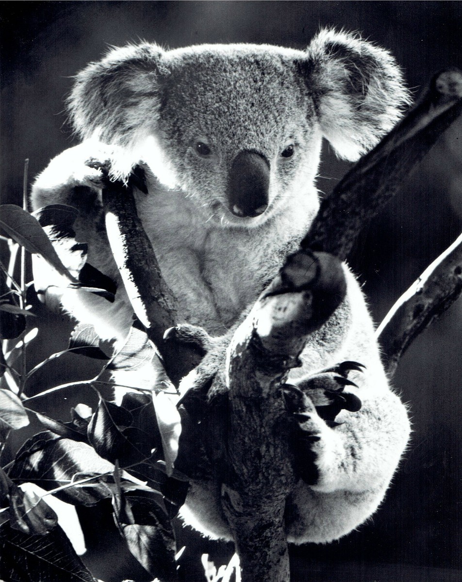 1978 Original Photo Koala Bear animal at the San Diego Zoo in