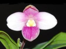 Phragmipedium Pink Panther Round Petals Mini Orchid New Import 2.5” Pot Phragmipedium Pink Panther Round Petals Mini Orchid New Import 2.5” Pot