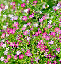 2300x Gypsophila Elegans Baby’s Breath Mix Seeds -Annual Easy To Grow Cut Flower