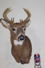 Whitetail Deer Head Shoulder Mount Taxidermy Cape Shed Antler Mule