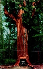 Vintage Chandelier Drive-Through Tree Postcard Underwood Park CA